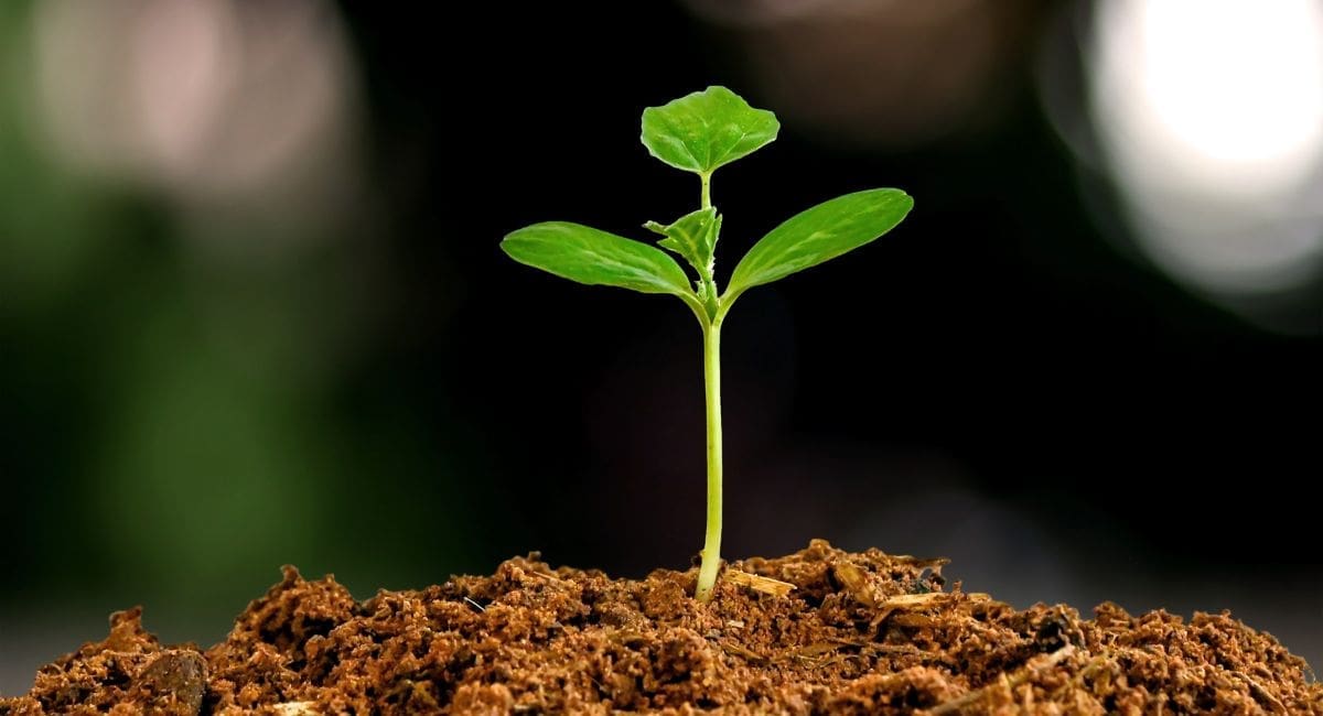 The aviation sustainability challenge will grow before it becomes an opportunity